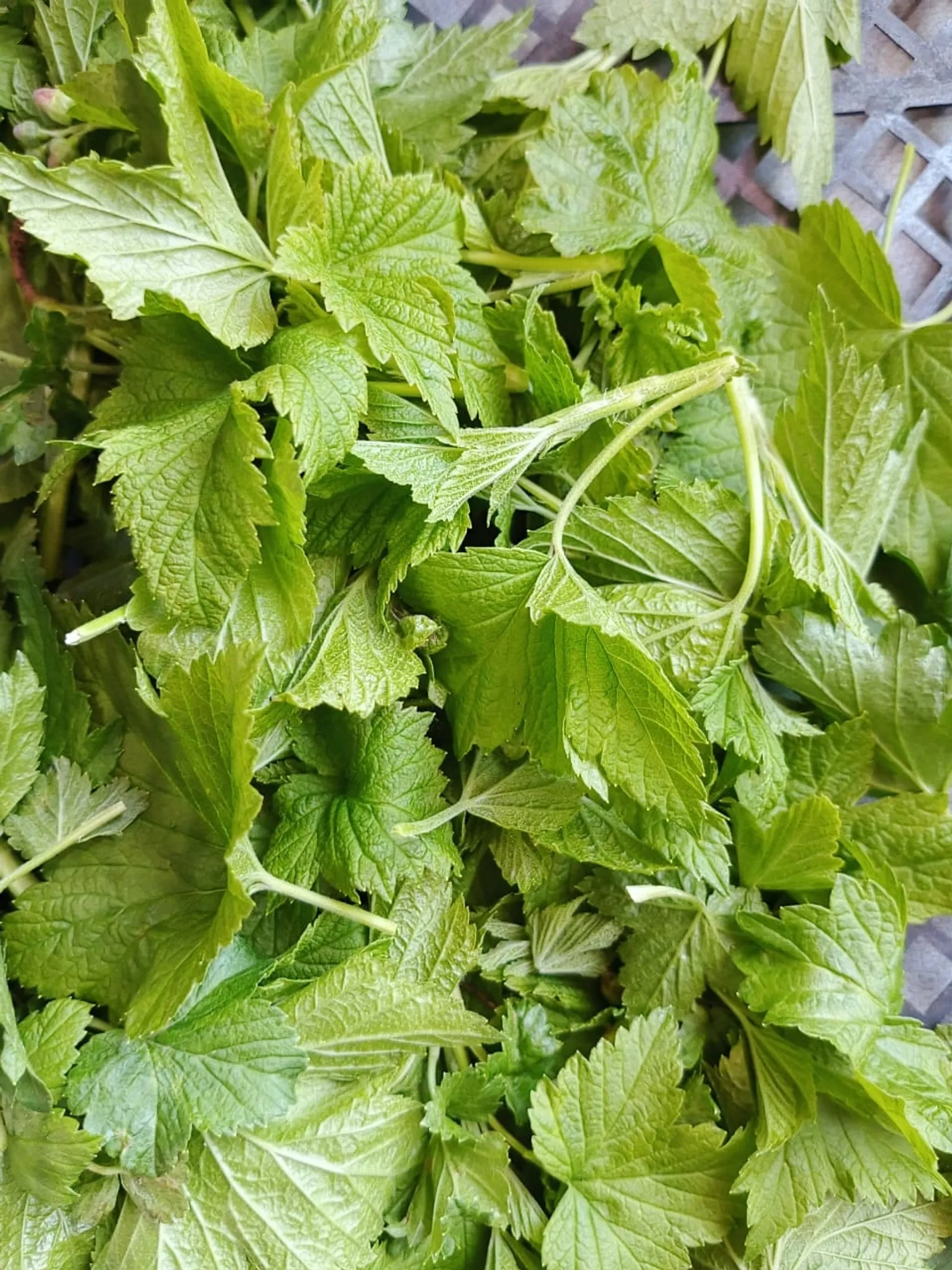 Кышкылыкка карлыган яфрагын җыеп куярга өлгерегез