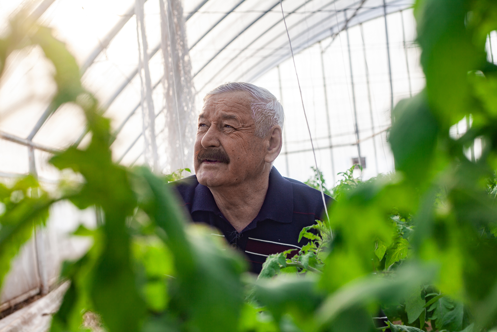 Кыш көне җәй тойгысы белән