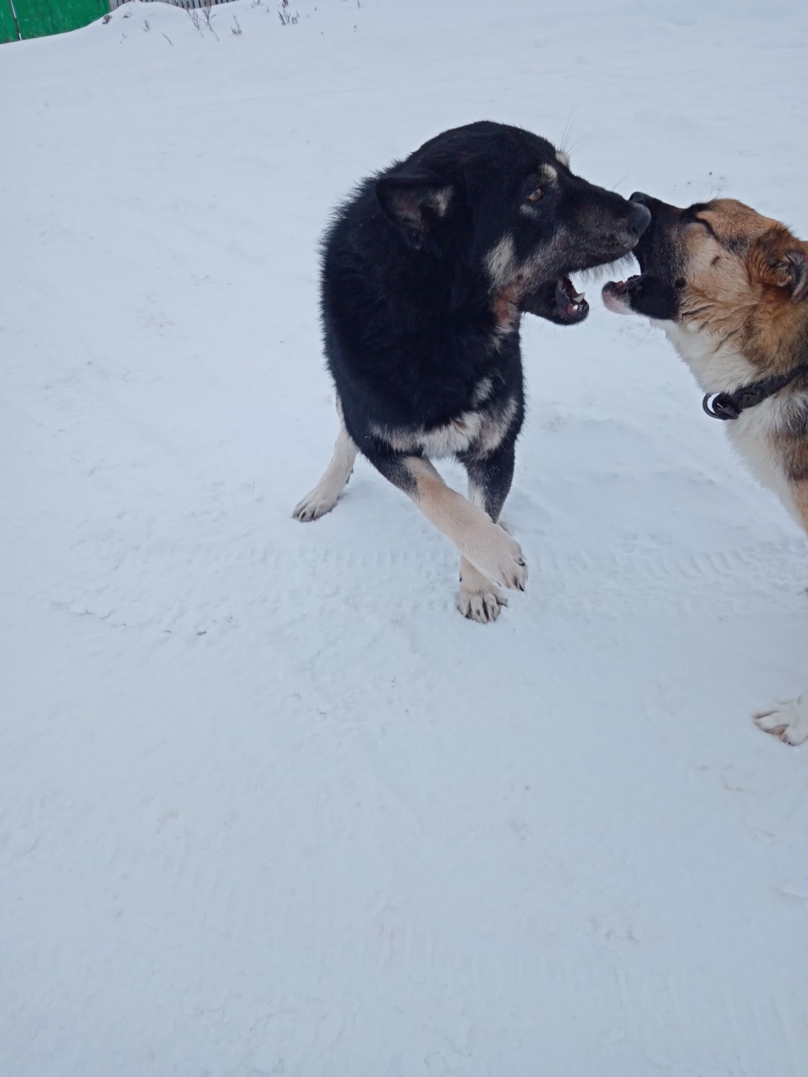 Этләр мәсьәләсе хакында